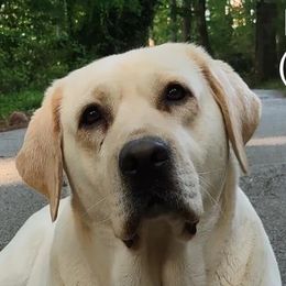 Fiona - Labrador Retriever