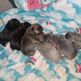 French Bulldog Puppies from Wind Ridge Frenchies