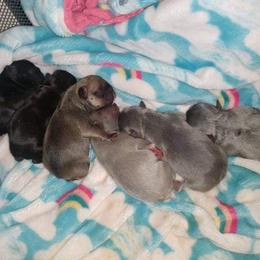 French Bulldog Puppies from Wind Ridge Frenchies
