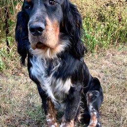 Dachshunds and English Springer Spaniels from McCollough's Pawsome Spaniels and Danny's Delightful Dachshunds