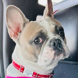 French Bulldogs from Aura Frenchies ND