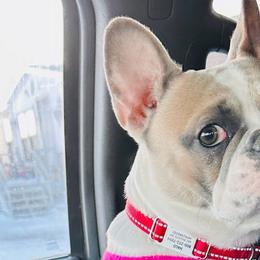 French Bulldogs from Aura Frenchies ND