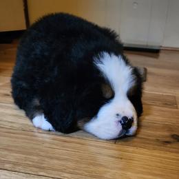 Bernese Mountain Dog Puppies from Allison Thornton