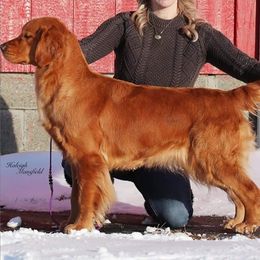 Coco - Golden Retriever