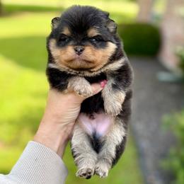Fred - Black and tan male Pomeranian puppy in Willis, Texas from Treasured Jewels Pomeranians