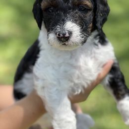 Bernedoodle Puppies from Creekside Doodles