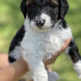 Bernedoodle Puppies from Creekside Doodles
