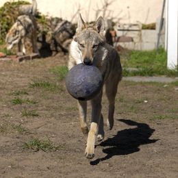 Czechoslovakian Vlcak All Grown Up from Greyfarer Czechoslovakian Vlcak