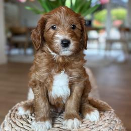 Nathanael - Red  male Goldendoodle puppy in Yuciapa, California from AlltheDoodlez_