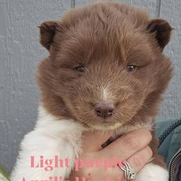 Girl 4 - Red and white female Siberian Husky puppy in Terre Haute, Indiana from April's Huskies