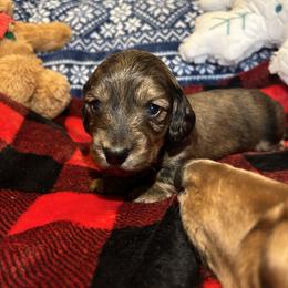 Dachshund Puppies from Dashing Doxie’s