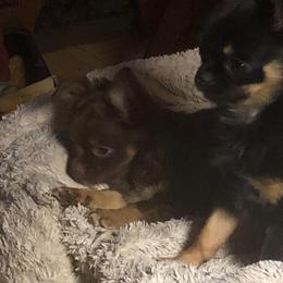 Bridgette Reese - Chocolate female Chihuahua puppy in Amelia, Virginia from Pannell’s Precious Pups