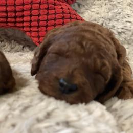 Pink Collar - Red  female Goldendoodle puppy in Sheldon, Vermont from Ole Poor Farm