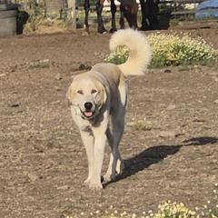 Mobius - Colorado Mountain Dog
