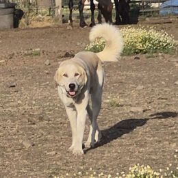 Mobius - Colorado Mountain Dog