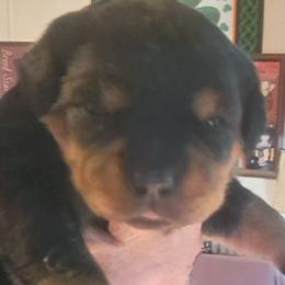Girl 3 - Black and mahogany female Rottweiler puppy in De Witt, Iowa from Irish Eyes Kennels
