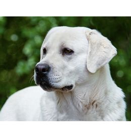 Labrador Retriever Puppies from Alabama English Labs