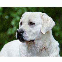 Labrador Retriever Puppies from Alabama English Labs