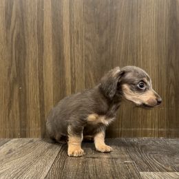 Dachshund Puppies from Bayou Dog Den