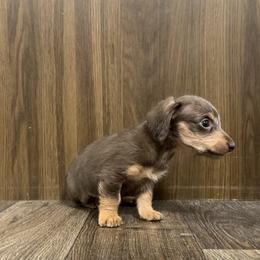 Dachshund Puppies from Bayou Dog Den