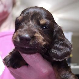 Simone's chocolate and tan girl - Chocolate and tan female Dachshund puppy in Lyle, Washington from Wines Wienery
