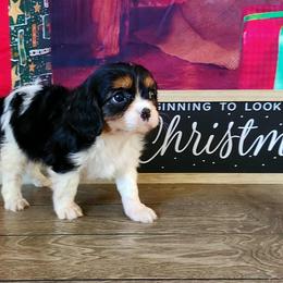 Damon - Tri-color male Cavalier King Charles Spaniel puppy in Sparta, Georgia from Southern Edge Kennel