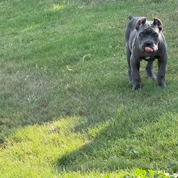 Girl 5 - Gray female Cane Corso puppy in Granbury, Texas from Revolutions Kennel