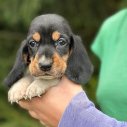 Male 1 - Black brown and white male Basset Hound puppy in Lindley, New York from Hill Top Basset Hounds & Cane Corso