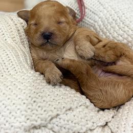 Kelce - Red  female Goldendoodle puppy in Zeeland, Michigan from Dandelion Lane Doodles