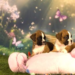 Boxer Puppies from Elevated Boxers