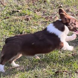 Kissi - American Corgi