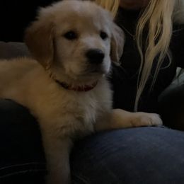 Golden Retriever Puppies from Panhandle PawsNClaws