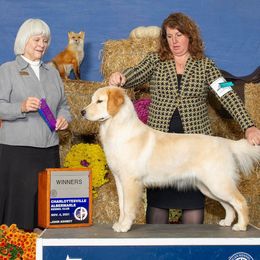 Journey - Golden Retriever