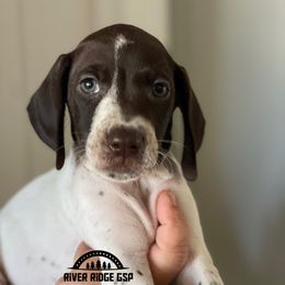Female 1 - Liver roan female German Shorthaired Pointer puppy in Weeki Wachee, Florida from River Ridge GSP