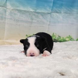 Jamaica - Black and white male Border Collie puppy in Avilla, Indiana from Borderline Kennels