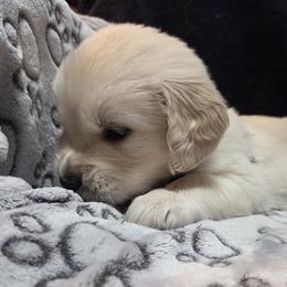 Boy 1 - Light golden male Golden Retriever puppy in Milton, Florida from Katherine's Golden Retrievers and Gordon Setters.