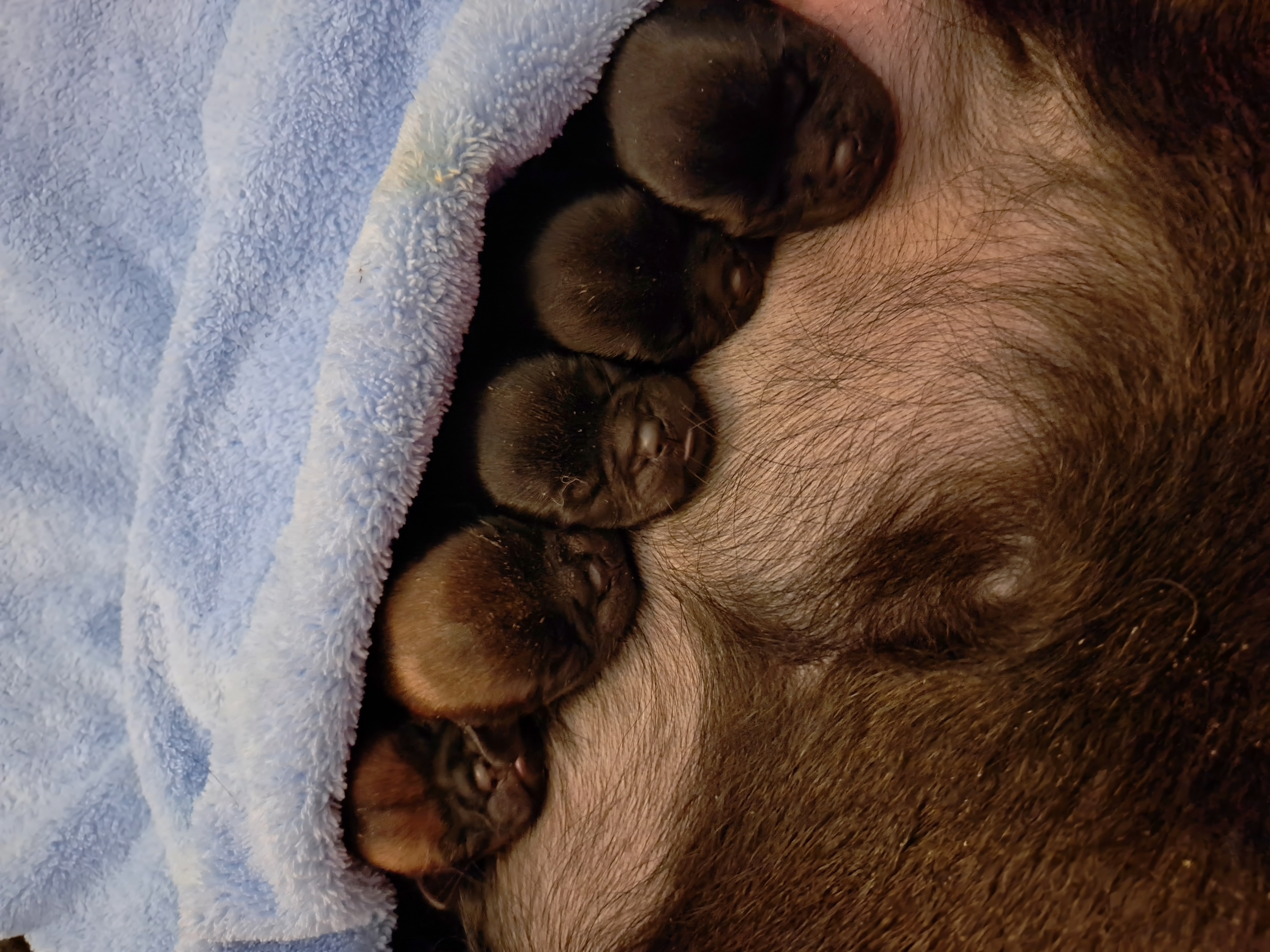 Brussels Griffon Puppies from Brussels and Broodle's and Shiffon's oh my