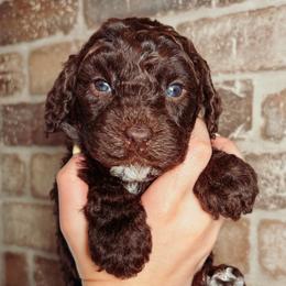 Jan - Chocolate female Australian Labradoodle puppy in Decatur, Alabama from Southern Meadows Doodles