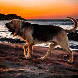 Bloodhound puppies from Sandhill Hounds of Nebraska
