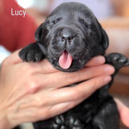 Lucy, Champion Line English Lab - Black female Labrador Retriever puppy in Owosso, Michigan from Bennington Retrievers