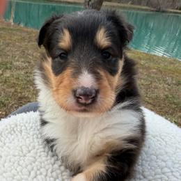 Female Black Tri - Black white and tan female Collie puppy in Boonville, Indiana from M&J Country Kennels