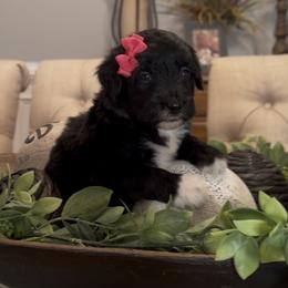 Orchid - Black and white female Aussiedoodle puppy in Cartersville, Georgia from Simply Blessed Doodles