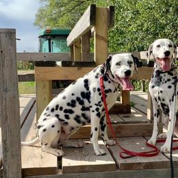 Dalmatians from LoVeLi Dals
