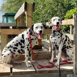 Dalmatians from LoVeLi Dals
