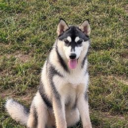 Girl 1 - Black and white female Siberian Husky puppy in Loudon, Tennessee from Kristari Siberians