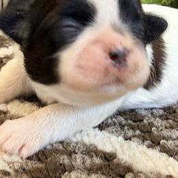 Sassie Q - Gold and white female Shih Tzu puppy in New York, New York from Falling Star