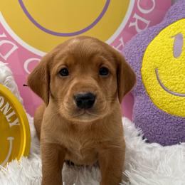 Black collar - Yellow male Labrador Retriever puppy in Heath Springs, South Carolina from Rich Hill Retrievers