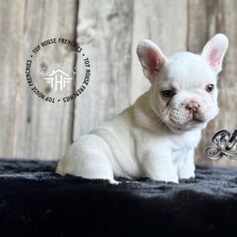 Stitch - Cream French Bulldog puppy in Salem, Oregon from Toy House Frenchies
