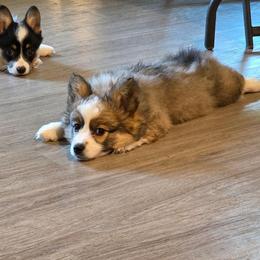 Dutchess - Pembroke Welsh Corgi