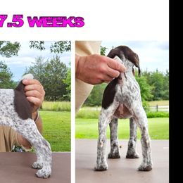 Pink - Liver and white female German Shorthaired Pointer puppy in Woodruff, South Carolina from Montjoy Farms